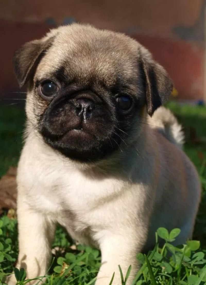 Pug Мопс