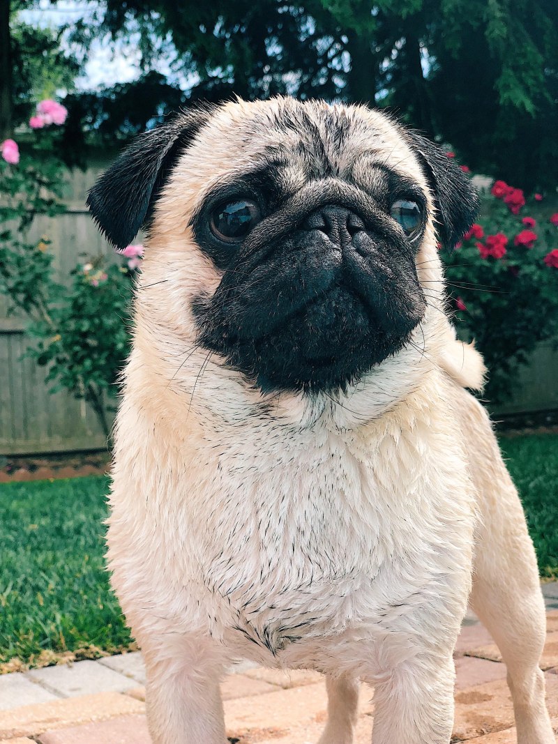Pug Мопс