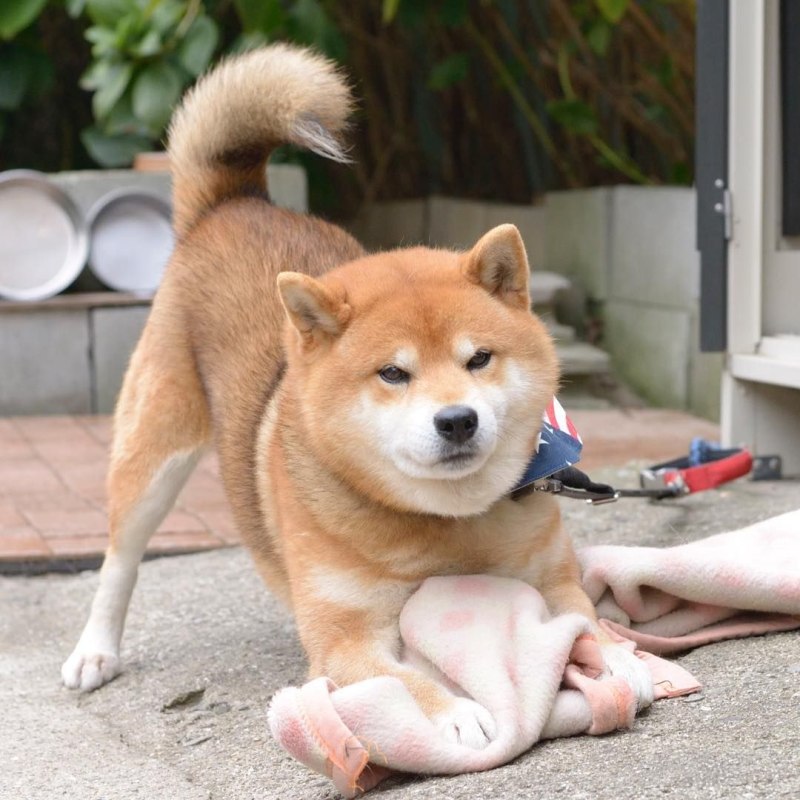 Кофта Шиба ину (Shiba Inu)