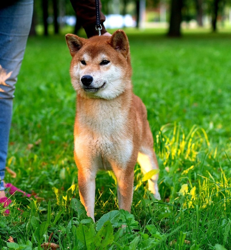 Сиба ину