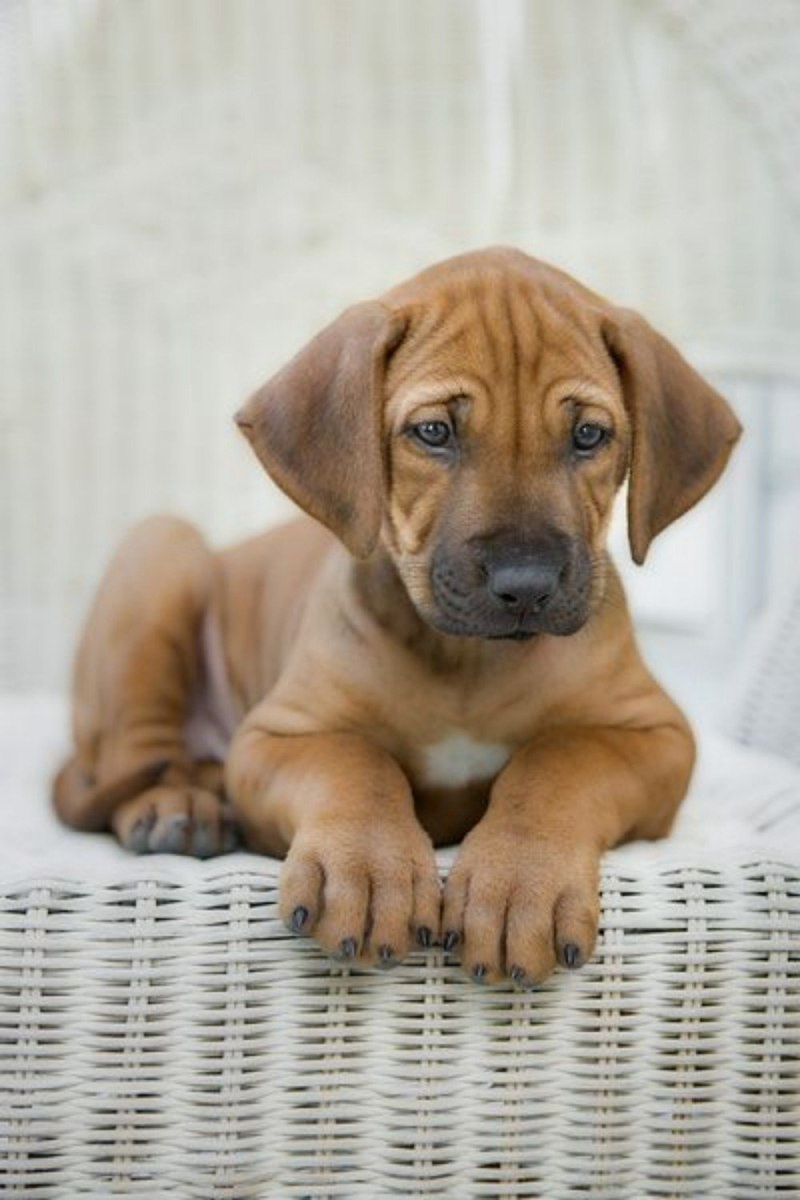 Rhodesian Ridgeback Puppy