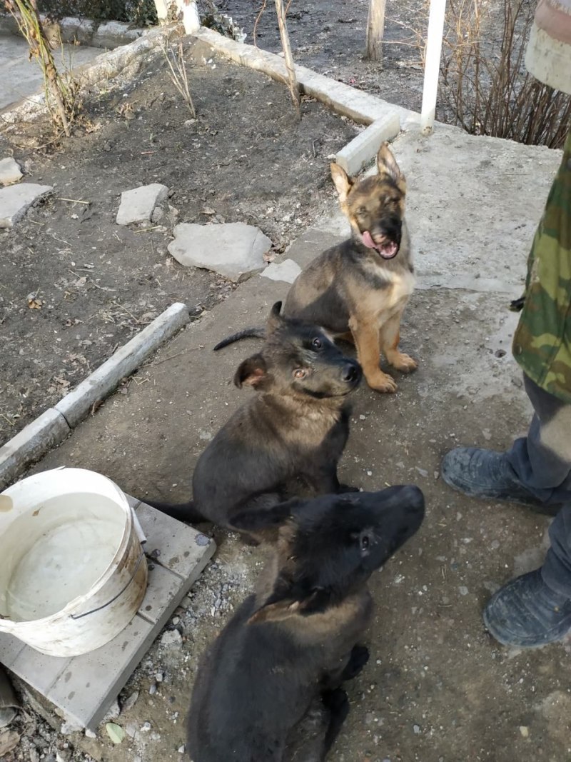 Прививка немецкой овчарки