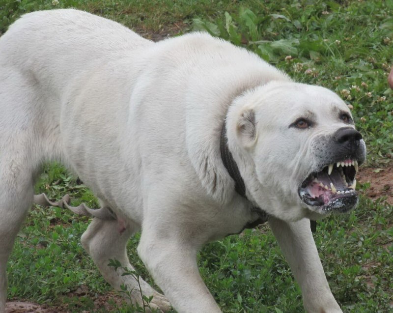 Kangal it Jangi