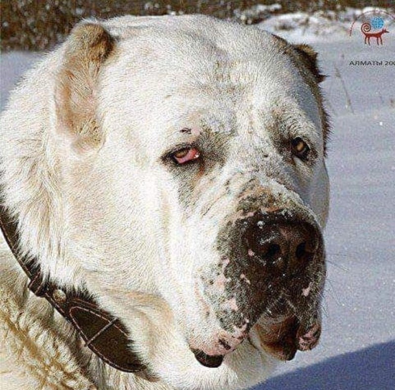 Бойцовые алабай