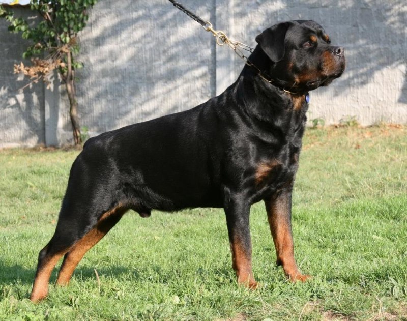 Немецкий ротвейлер
