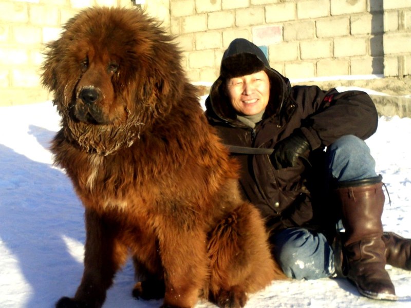 Монгольский банхар