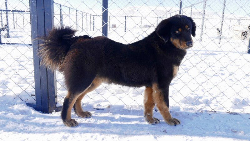 Бурятско монгольский маламут