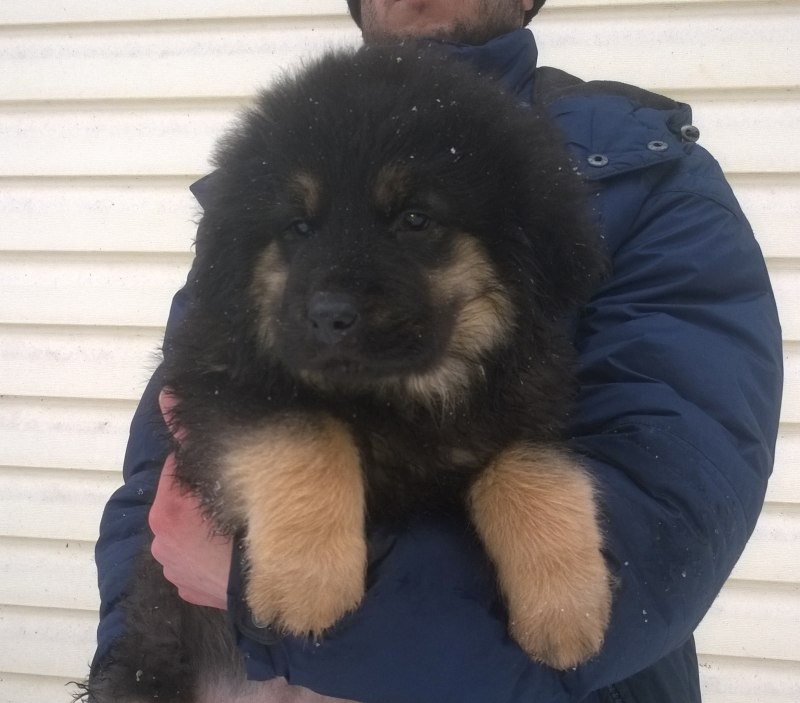 Щенки хотошо в Бурятии