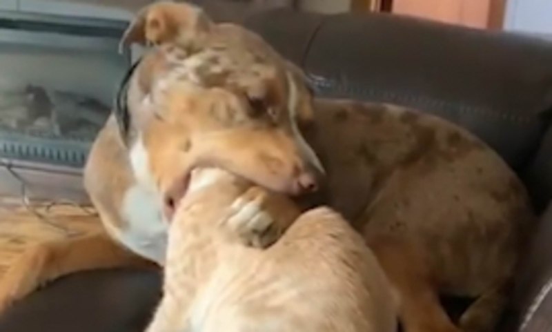 Кошачья голова в пасти собаки
