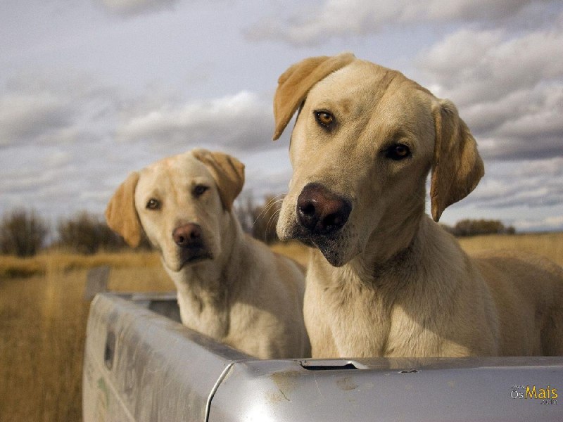 Yellow pup
