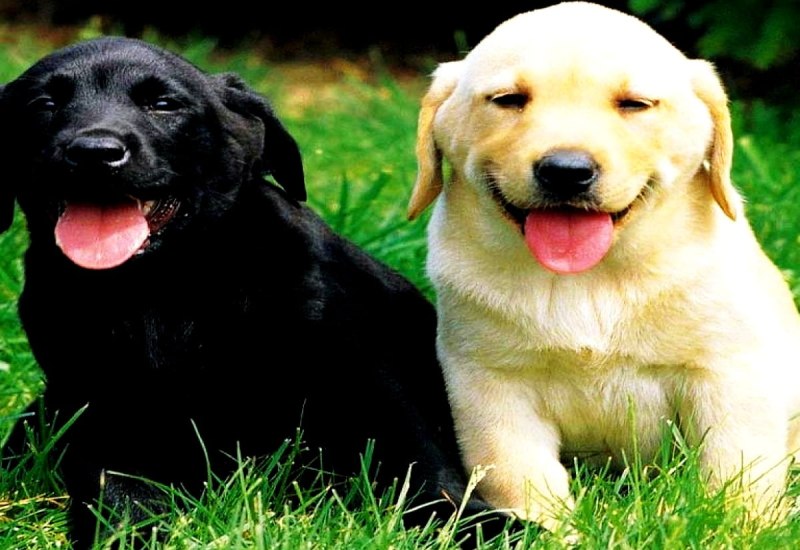 400023 Labrador 20x20