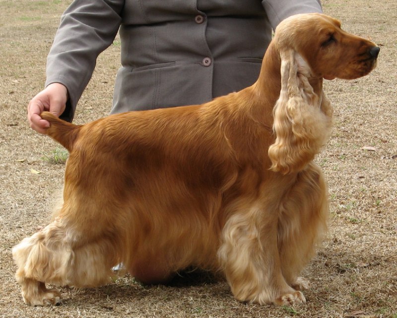 Американский кокер спаниель