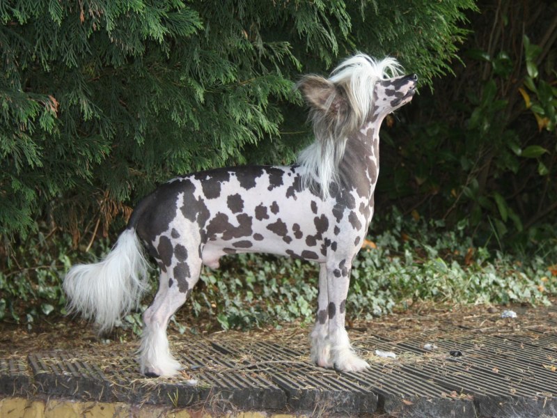 Китайская хохлатая Коник