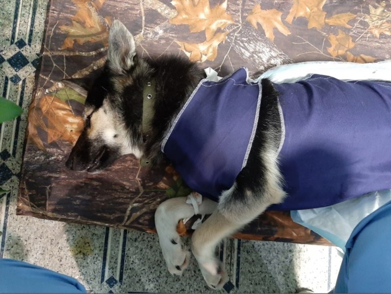 Огромные собаки
