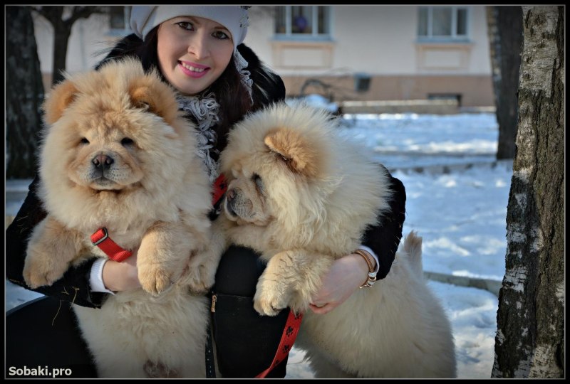 Кане Корсо 6 месяцев
