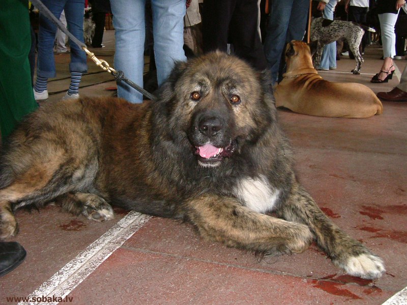 Собака Кане Корсо Барон