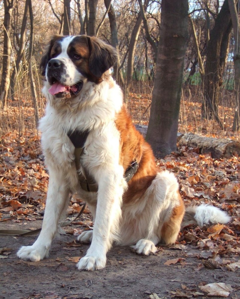 Алабай и Леонбергер