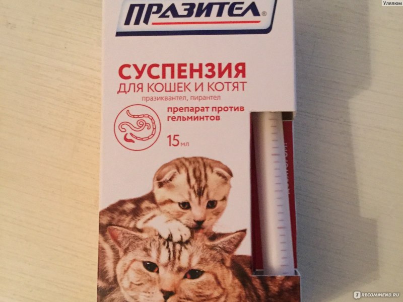 Пирантел суспензия для кошек дозировка