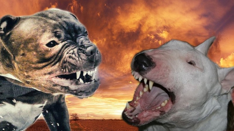 Бульдог vs бультерьер