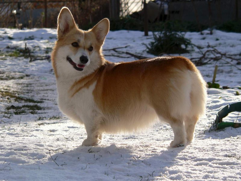 Вельш корги пемброк