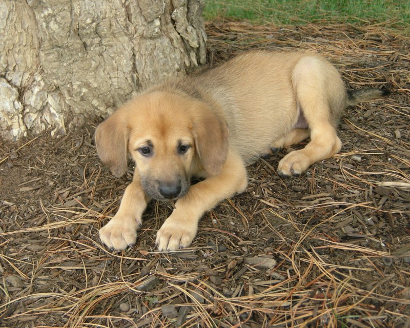 Чинук (Chinook) Dog щенок