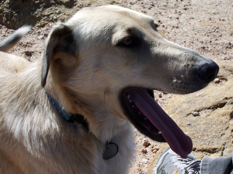 Chinook Dog
