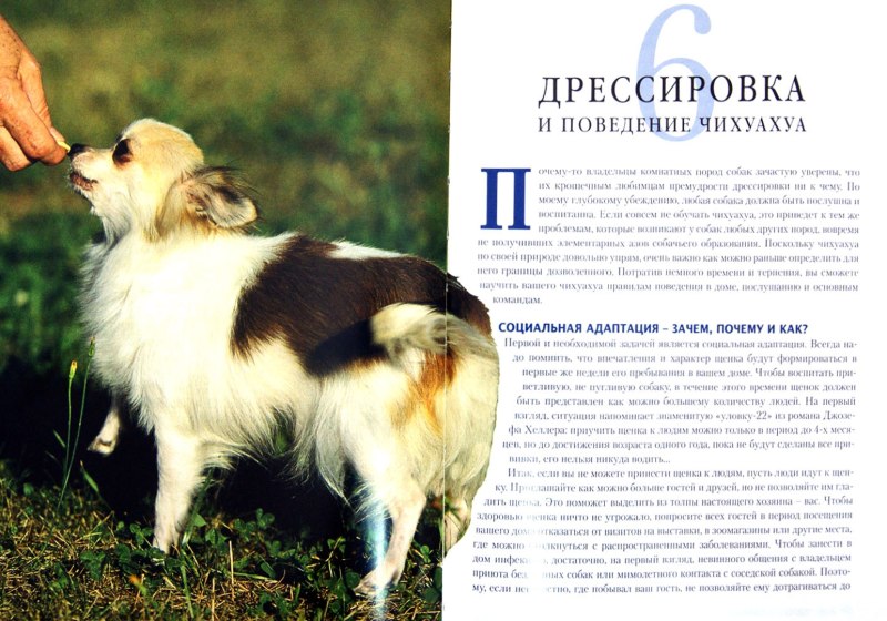 Книги про чихуахуа