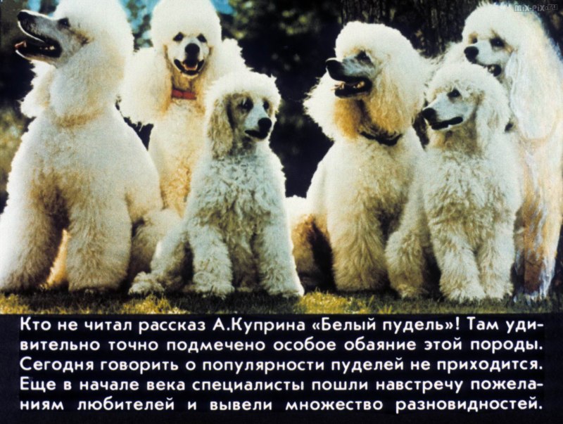 Пудель порода собак описание