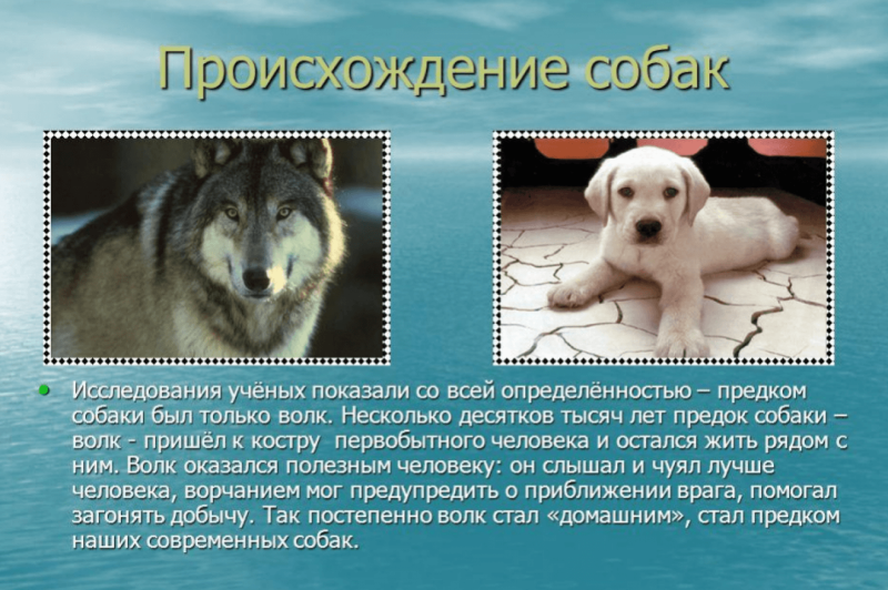 История происхождения собак