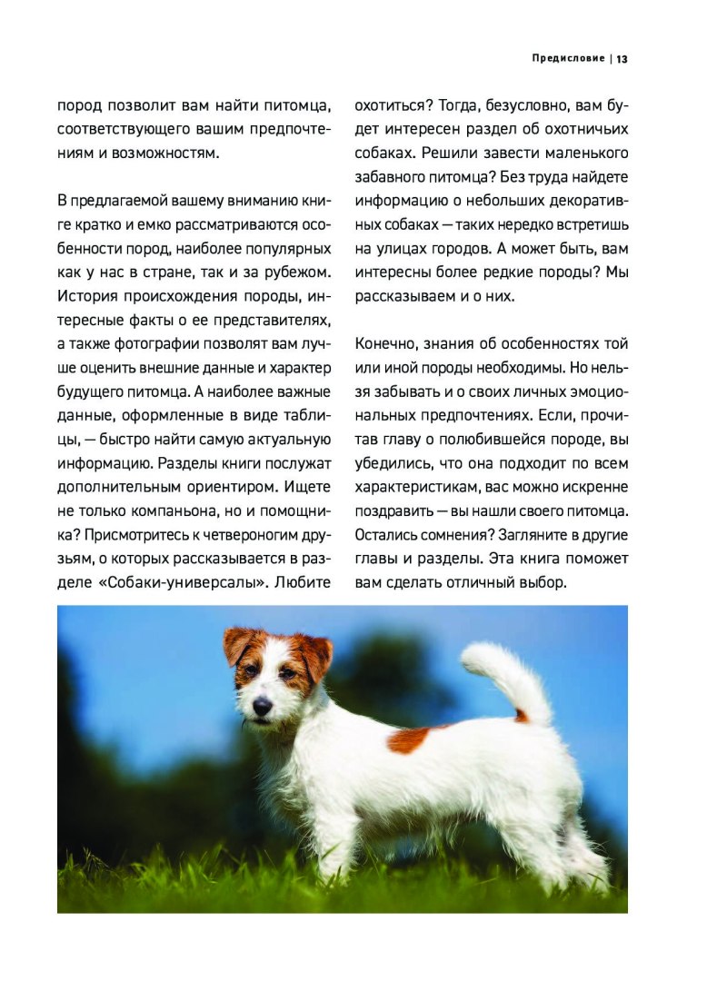 Породы собак с описанием для детей
