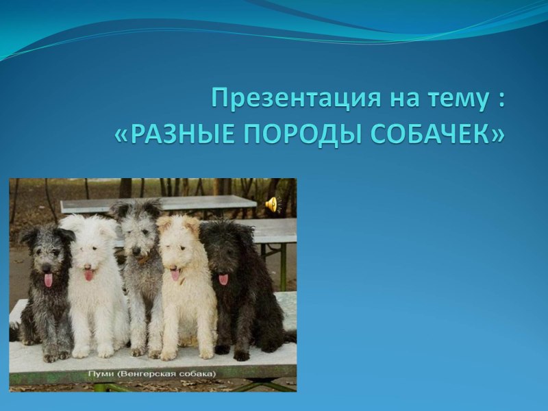 Породы собакпрезинтацыя