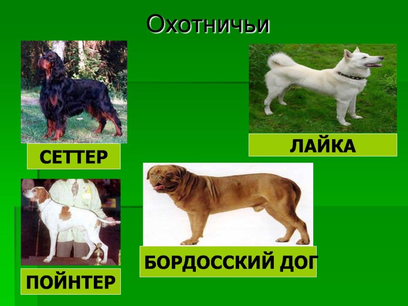 Презентация породы собак и кошек
