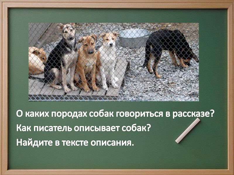 Породы собак в рассказе Постойко мамин Сибиряк