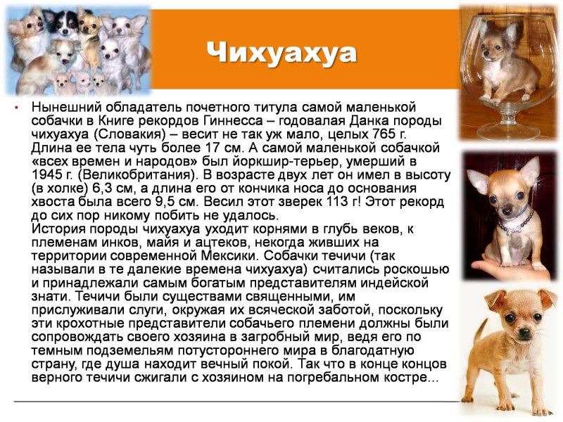 Доклад про собаку чихуахуа