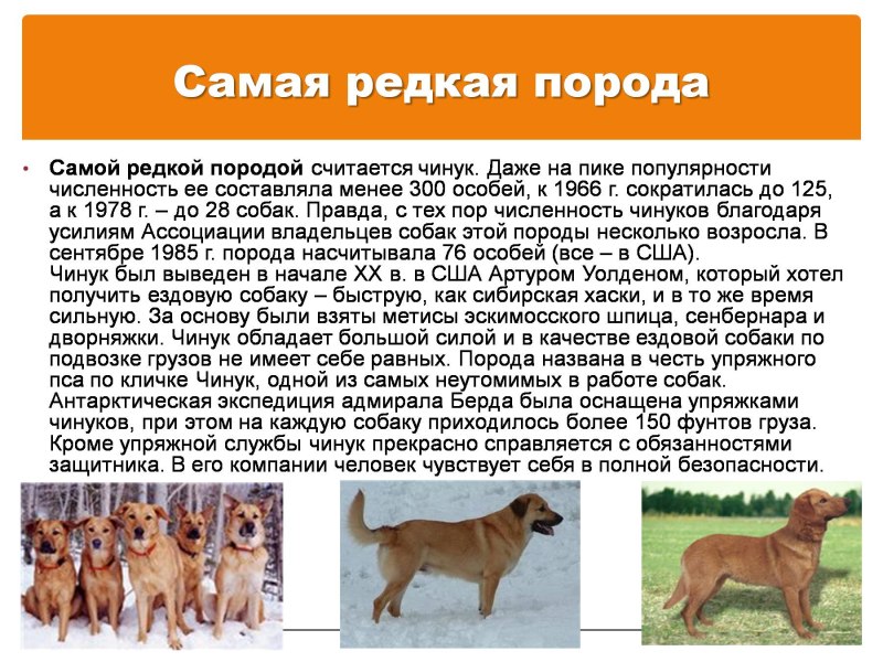 Чинук порода собак стандарт