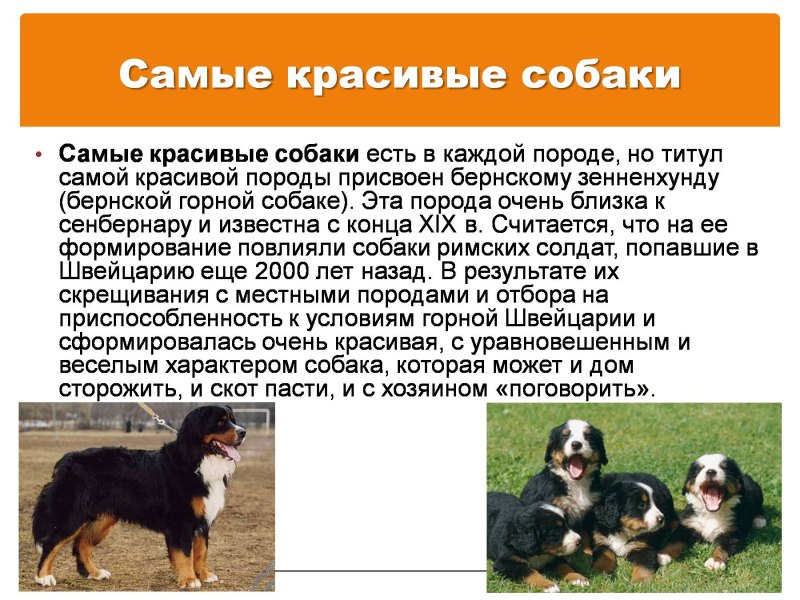 Презентация собаки