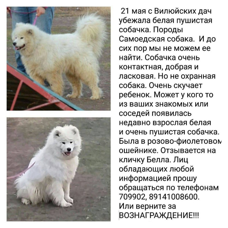 Самоед собака характеристика