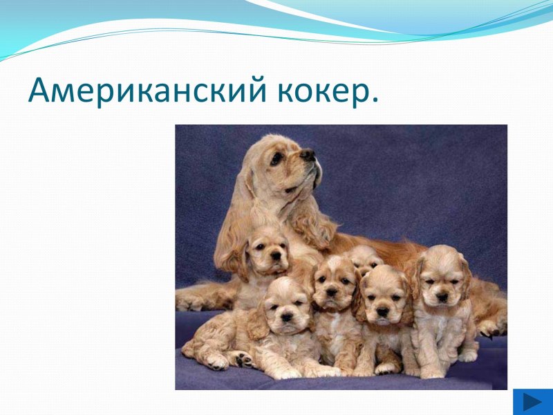 Тема для презентаций собачки