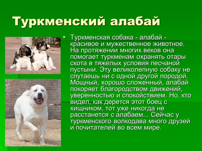 Доклад о собаке алабай