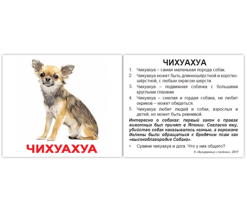 Рассказ о породе собак 2 класс окружающий мир чихуахуа