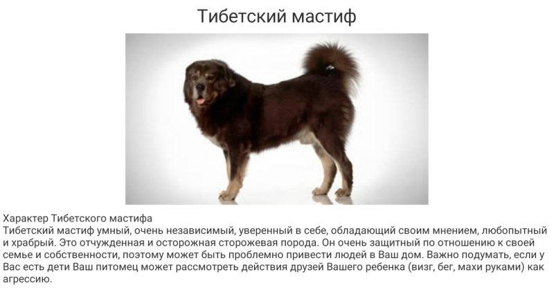 Тибетский мастиф стандарт