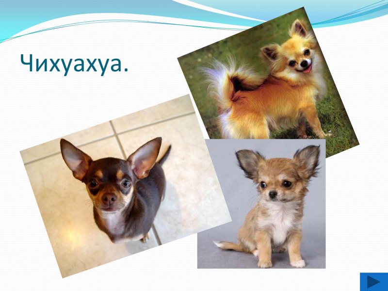 Сообщение о чихуахуа