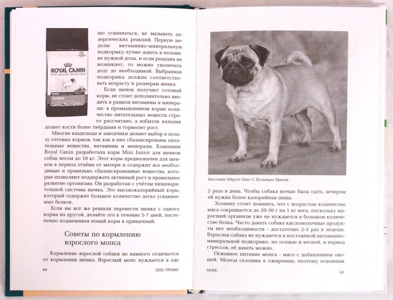 Мопс с книгой