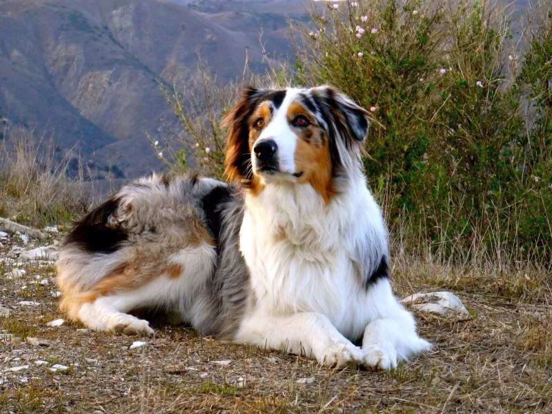 Бородатый колли
