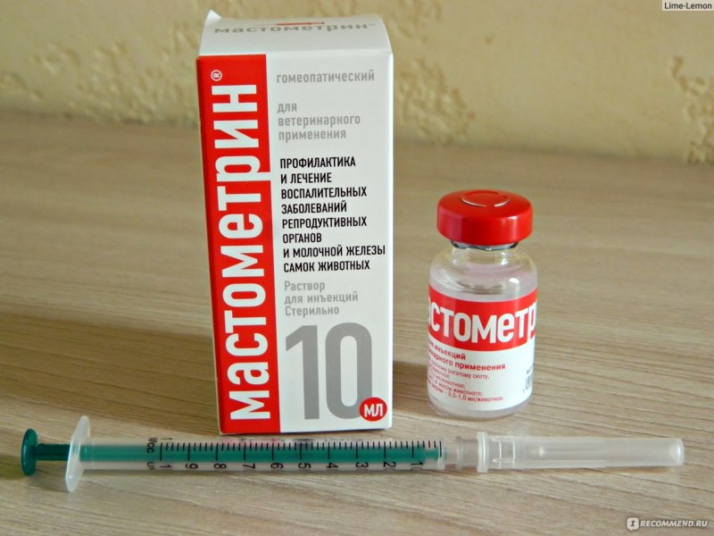 Ложная беременность у собак