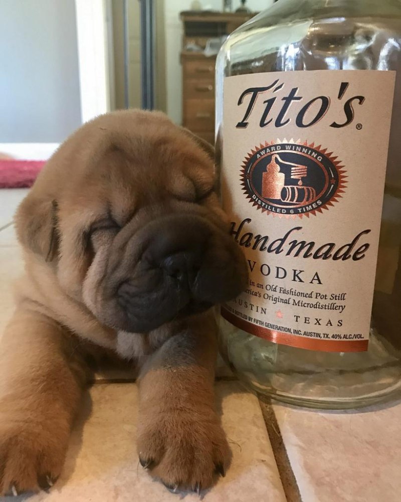Пес с водкой