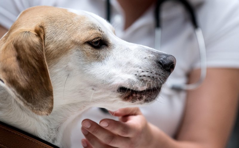 Causes of diarrhea in a Dog treatment at Home