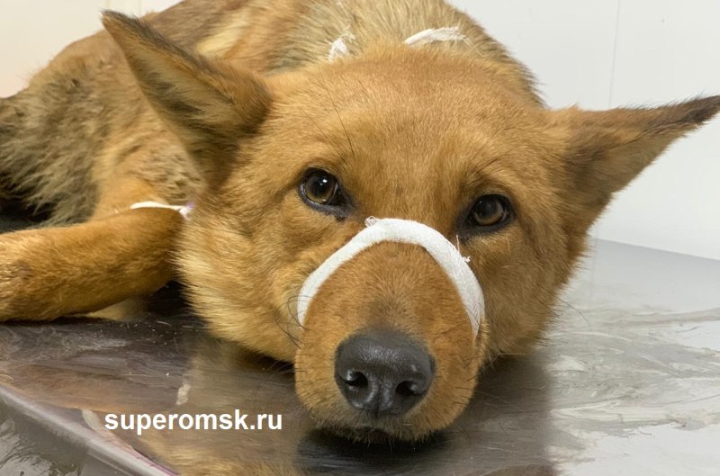 Собака писается от миорелаксантов