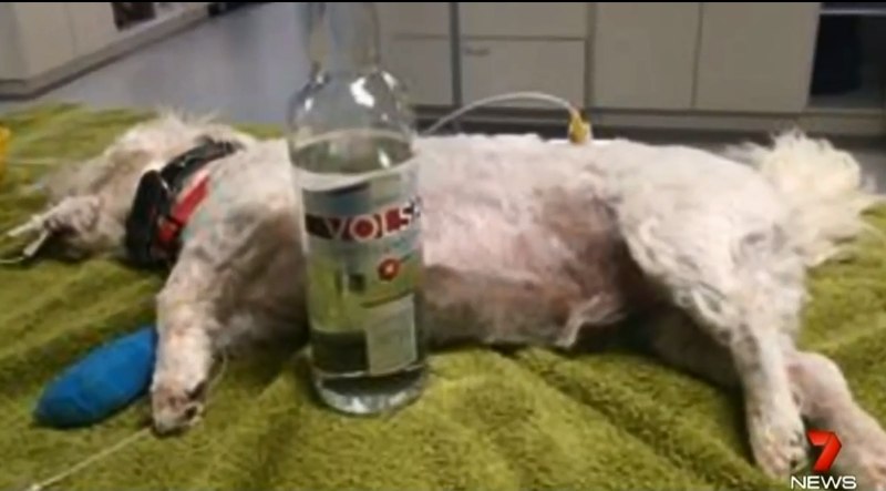 Собака с водкой