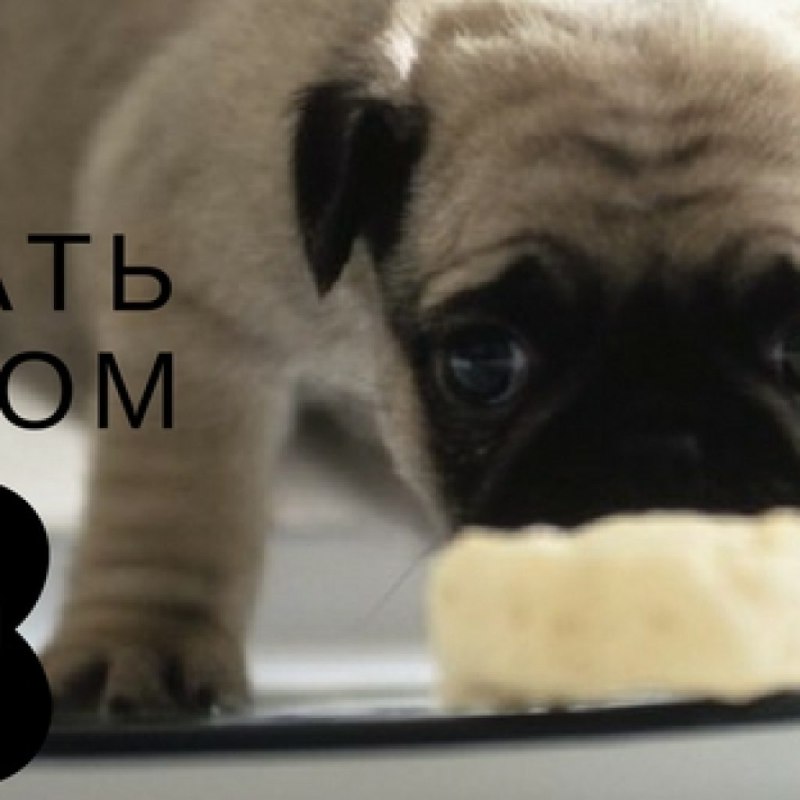 Уход за мопсом
